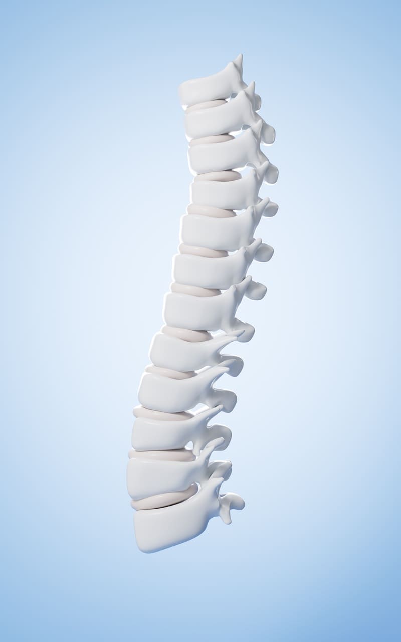 Columna Vertebral Ortopedia Especialización